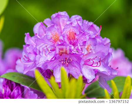 Pink flowers of Siberian rhododendron copy space. Rhododendron dauricum. Spring flowering of Altai rhododendron. Pink flowers of Siberian rhododendron copy space. Rhododendron dauricum. Spring flowering of Altai rhododendron. 136797152