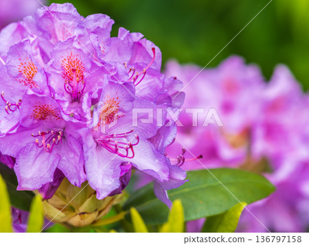 Pink flowers of Siberian rhododendron copy space. Rhododendron dauricum. Spring flowering of Altai rhododendron. 136797158