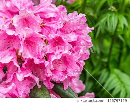 Pink flowers of Siberian rhododendron copy space. Rhododendron dauricum. Spring flowering of Altai rhododendron. Pink flowers of Siberian rhododendron copy space. Rhododendron dauricum. Spring flowering of Altai rhododendron. 136797159