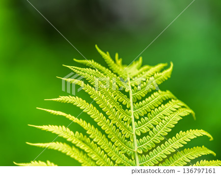 Natural green young ostrich fern or shuttlecock fern Natural green young ostrich fern or shuttlecock fern 136797161