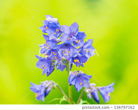Close up view of Polemonium caeruleum blue flowers, Jacob's ladder flowers, soft shallow depth of field. 136797162