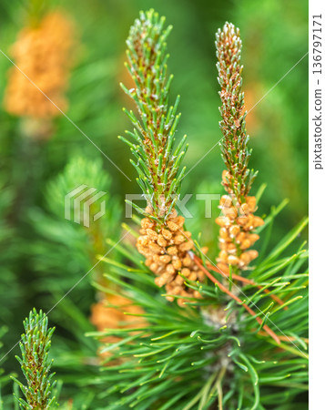 Closeup of fir branches with young buds. Spring nature concept. Fir branches with fresh shoots Closeup of fir branches with young buds. Spring nature concept. Fir branches with fresh shoots 136797171