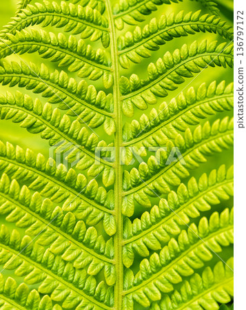 Natural green young ostrich fern or shuttlecock fern Natural green young ostrich fern or shuttlecock fern 136797172