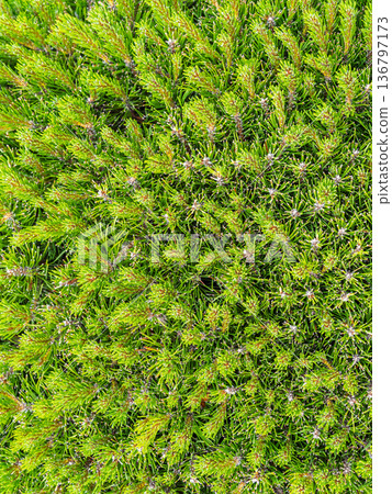 Closeup of fir branches with young buds. Spring nature concept. Fir branches with fresh shoots Closeup of fir branches with young buds. Spring nature concept. Fir branches with fresh shoots 136797173