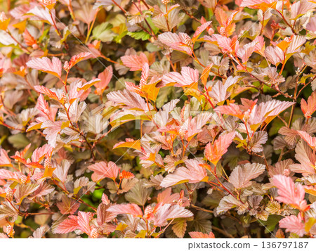 Branches of bushes with young dark red and orange leaves. Branches of bushes with young dark red and orange leaves. 136797187