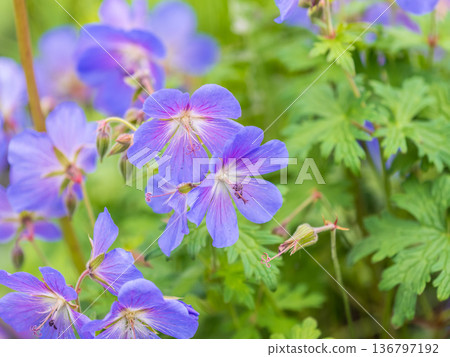 Blue and purple flowers of Geranium wallichianum 136797192