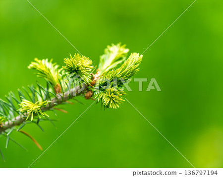 Closeup of fir branches with young buds. Spring nature concept. Fir branches with fresh shoots 136797194