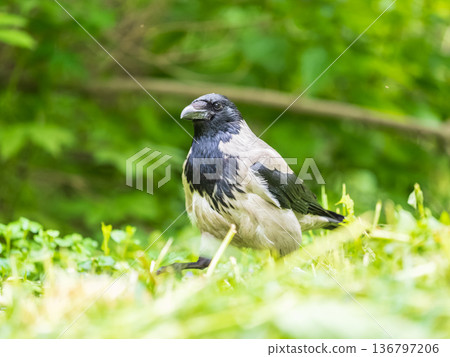 Hooded crow, corvus cornix, standing on the lawn in the spring or summer Hooded crow, corvus cornix, standing on the lawn in the spring or summer 136797206