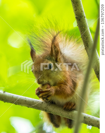 The squirrel with nut sits on a branches in the spring or summer. The squirrel with nut sits on a branches in the spring or summer. 136797209