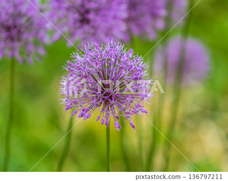 Close-up of the inflorescence of the Rosenbachian onion, Allium rosenbachianum, blooming in the garden 136797211