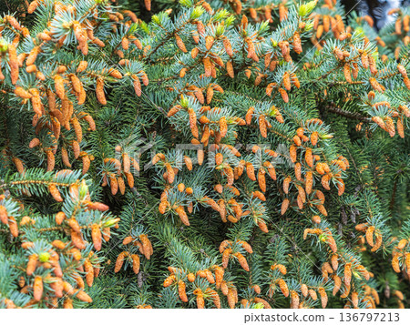 Closeup of fir branches with young buds. Spring nature concept. Fir branches with fresh shoots 136797213