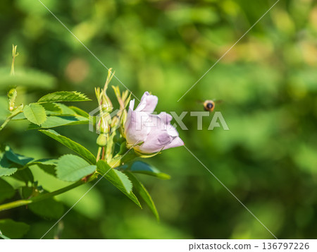 Blooming rosehip flower, beautiful pink flower on a bush branch. Beautiful natural background of blooming greenery. Blooming rosehip flower, beautiful pink flower on a bush branch. Beautiful natural background of blooming greenery. 136797226