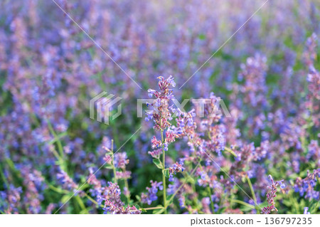 Spring background - close up of beautiful catnip flowers - with plenty of copy space 136797235