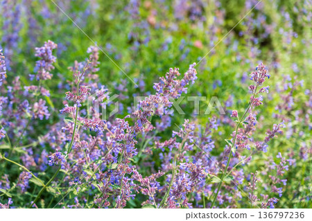 Spring background - close up of beautiful catnip flowers - with plenty of copy space Spring background - close up of beautiful catnip flowers - with plenty of copy space 136797236