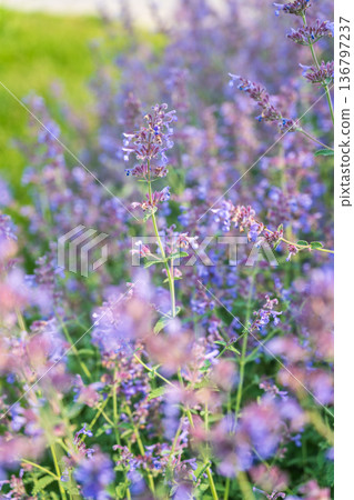 Spring background - close up of beautiful catnip flowers - with plenty of copy space Spring background - close up of beautiful catnip flowers - with plenty of copy space 136797237