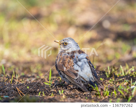 A fieldfare chick, Turdus pilaris, has left the nest and sitting on the spring lawn. A fieldfare chick sits on the ground and waits for food from its parents. A fieldfare chick, Turdus pilaris, has left the nest and sitting on the spring lawn. A fieldfare chick sits on the ground and waits for food from its parents. 136797262