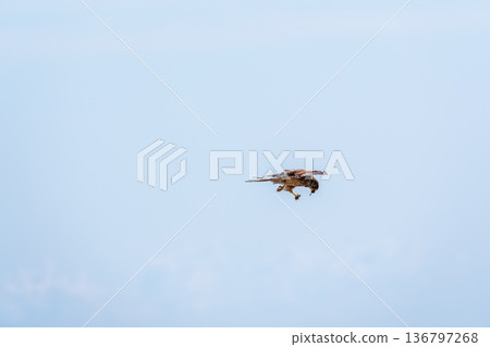 The common kestrel (Falco tinnunculus), also known as the European kestrel, Eurasian kestrel. 136797268