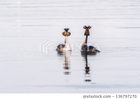 Mating games of two water birds Great Crested Grebes. Two waterfowl birds Great Crested Grebes swim in the lake with heart shaped silhouette 136797270