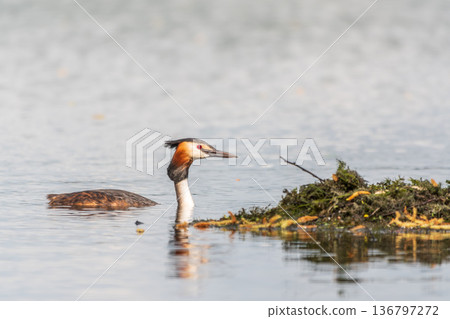 The waterfowl bird Great Crested Grebe swimming in the lake near its nest with eggs 136797272