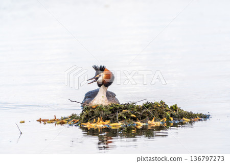 The waterfowl bird Great Crested Grebe swimming in the lake near its nest with eggs 136797273