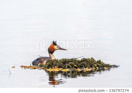 The waterfowl bird Great Crested Grebe swimming in the lake near its nest with eggs 136797274