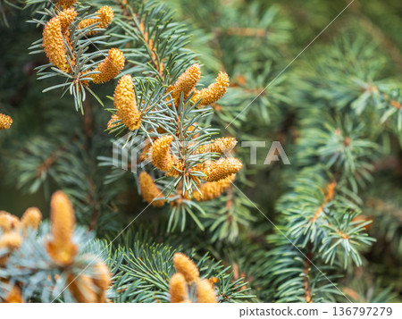 Closeup of fir branches with young buds. Spring nature concept. Fir branches with fresh shoots 136797279