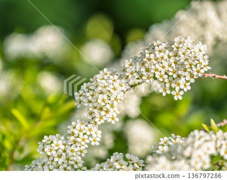 Beautiful white flowers Spirea aguta or Brides wreath. Beautiful white flowers Spirea aguta or Brides wreath. 136797286