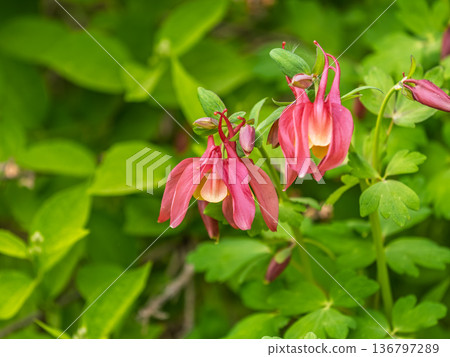 Beautiful native wild flower of western Canada. Aquilegia formosa, crimson columbine, western columbine, or red columbine. Close-up vibrant red and yellow color flower. 136797289