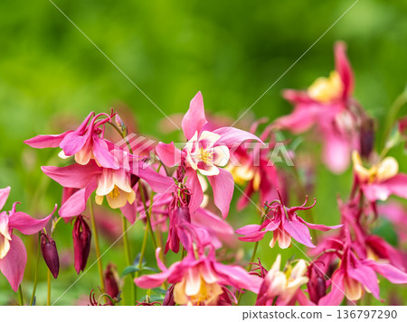 Beautiful native wild flower of western Canada. Aquilegia formosa, crimson columbine, western columbine, or red columbine. Close-up vibrant red and yellow color flower. Beautiful native wild flower of western Canada. Aquilegia formosa, crimson columbine, western columbine, or red columbine. Close-up vibrant red and yellow color flower. 136797290