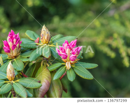 Pink flowers of Siberian rhododendron copy space. Rhododendron dauricum. Spring flowering of Altai rhododendron. 136797299