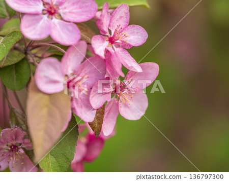 Fresh pink flowers of a blossoming apple tree with blured background Fresh pink flowers of a blossoming apple tree with blured background 136797300