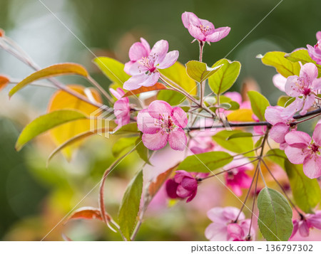 Fresh pink flowers of a blossoming apple tree with blured background Fresh pink flowers of a blossoming apple tree with blured background 136797302