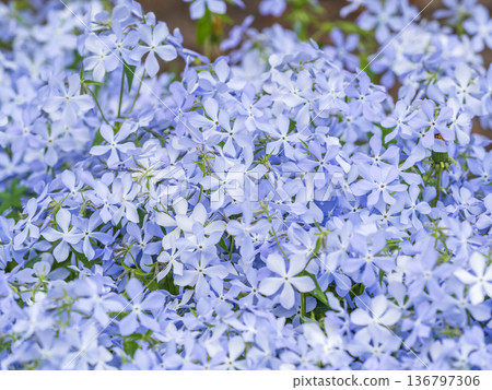Wild blue phlox flowers, Phlox divaricata in spring garden. 'Blue Moon' flowers, Wild Sweet William or Blue Phlox is wild flowers blooming in garden. Wild blue phlox flowers, Phlox divaricata in spring garden. 'Blue Moon' flowers, Wild Sweet William or Blue Phlox is wild flowers blooming in garden. 136797306
