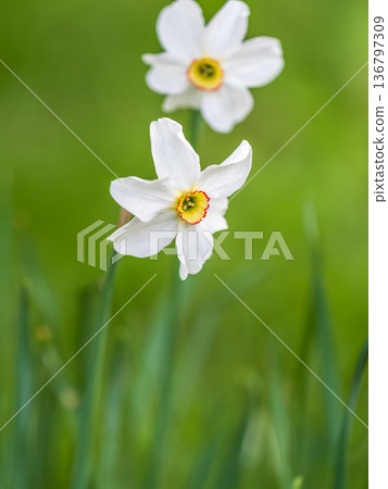 Delicate terry white-yellow narcissus flower close-up on a flower bed. Spring flowers primroses are a white narcissus flower in a green garden in natural conditions Delicate terry white-yellow narcissus flower close-up on a flower bed. Spring flowers primroses are a white narcissus flower in a green garden in natural conditions 136797309