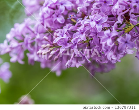 Pink Blooming Lilac Flowers in spring with blured background Pink Blooming Lilac Flowers in spring with blured background 136797311
