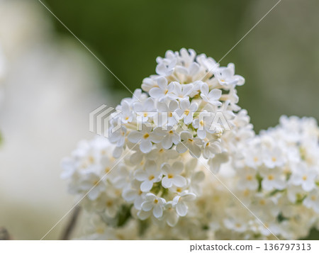 White Blooming Lilac Flowers in spring with blured background White Blooming Lilac Flowers in spring with blured background 136797313