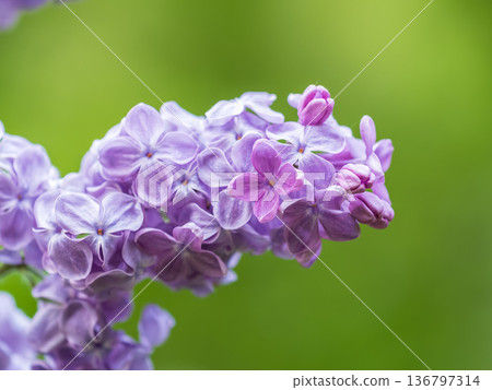 Pink Blooming Lilac Flowers in spring with blured background Pink Blooming Lilac Flowers in spring with blured background 136797314