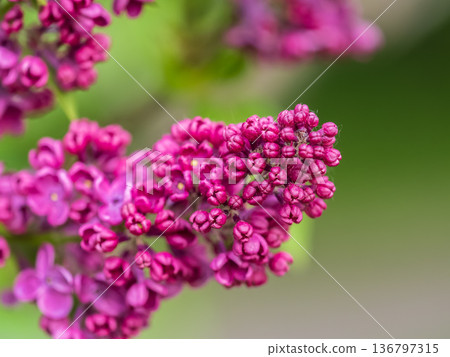 Pink Blooming Lilac Flowers in spring with blured background Pink Blooming Lilac Flowers in spring with blured background 136797315