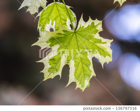 Green and white foliage of Norway Maple 'Drummondii' - Acer platanoides Variegata Green and white foliage of Norway Maple 'Drummondii' - Acer platanoides Variegata 136797316