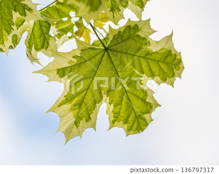 Green and white foliage of Norway Maple 'Drummondii' - Acer platanoides Variegata Green and white foliage of Norway Maple 'Drummondii' - Acer platanoides Variegata 136797317