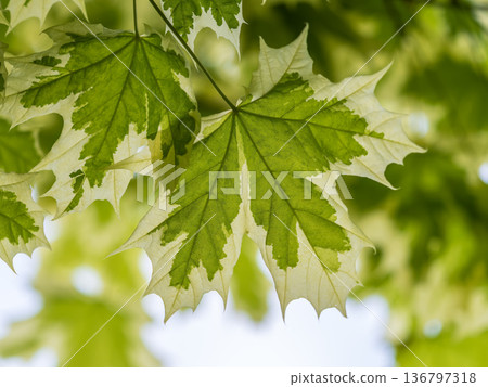 Green and white foliage of Norway Maple 'Drummondii' - Acer platanoides Variegata Green and white foliage of Norway Maple 'Drummondii' - Acer platanoides Variegata 136797318