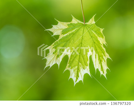 Green and white foliage of Norway Maple 'Drummondii' - Acer platanoides Variegata Green and white foliage of Norway Maple 'Drummondii' - Acer platanoides Variegata 136797320