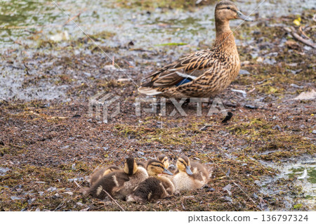 Adult duck with many ducklings sits on green shore of pond Adult duck with many ducklings sits on green shore of pond 136797324