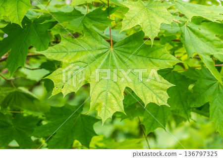 Spring branches of maple tree with fresh green leaves. Acer saccharinum, silver maple 136797325