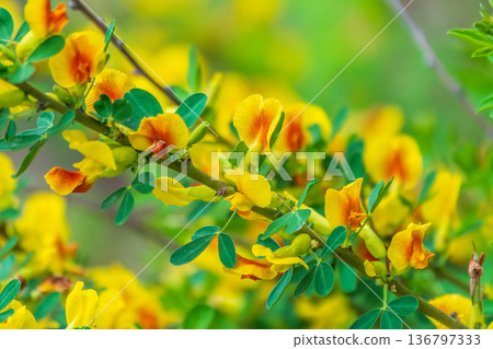 Mimosa flowers branches. Acacia derwentii with yellow flowers. Blooming acacia with yellow flowers. Mimosa flowers branches. Acacia derwentii with yellow flowers. Blooming acacia with yellow flowers. 136797333