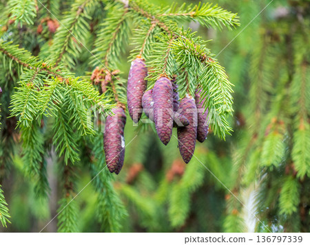 A young female cone of ordinary spruce, it is pink and its scales invitingly open in anticipation of pollen. Young cones of a Blue Spruce. A young female cone of ordinary spruce, it is pink and its scales invitingly open in anticipation of pollen. Young cones of a Blue Spruce. 136797339