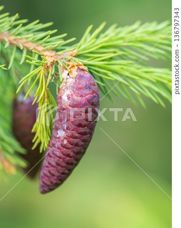 A young female cone of ordinary spruce, it is pink and its scales invitingly open in anticipation of pollen. Young cones of a Blue Spruce. 136797343