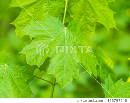 Spring branches of maple tree with fresh green leaves. Acer saccharinum, silver maple Spring branches of maple tree with fresh green leaves. Acer saccharinum, silver maple 136797346