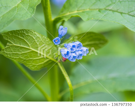 Beautiful blue flowers of Symphytum caucasicum, also known as Caucasian comfrey, blooming in spring park Beautiful blue flowers of Symphytum caucasicum, also known as Caucasian comfrey, blooming in spring park 136797350