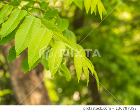 Bright green Leaves of the Amur velvet, or Amur cork tree, lat. Phellodendron amurense Bright green Leaves of the Amur velvet, or Amur cork tree, lat. Phellodendron amurense 136797352